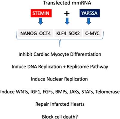 STEMIN and YAP5SA, the future of heart repair?